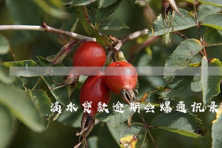 滴水贷款逾期会爆通讯录吗 滴水贷款逾期会爆通讯录吗