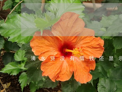 滴水贷没有借钱还显示逾期 滴水贷没有借钱还显示逾期