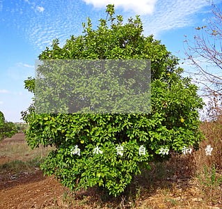 滴水贷自动扣费成功显示逾期 滴水贷自动扣费成功显示逾期