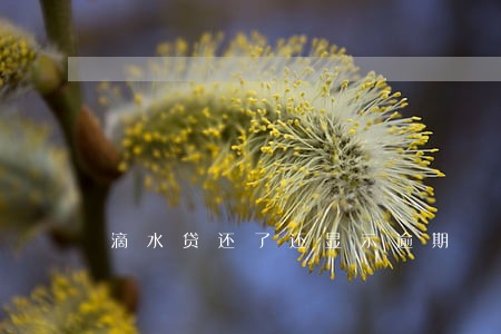 滴水贷还了还显示逾期
