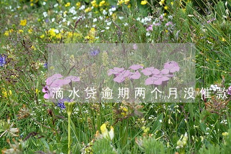 滴水贷逾期两个月没催款