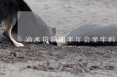 滴水贷逾期半年会坐牢吗