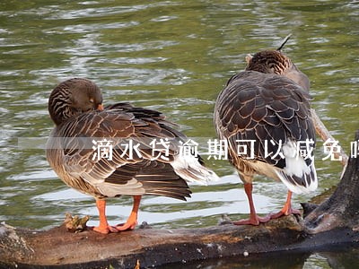 滴水贷逾期可以减免吗 滴水贷逾期可以减免吗