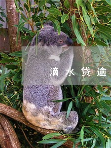 滴水贷逾期说寄律师函