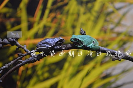 滴水贷逾期还清还能借吗