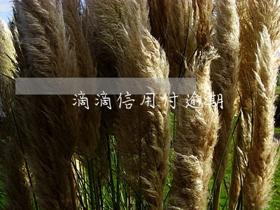 滴滴信用付逾期 滴滴信用付逾期