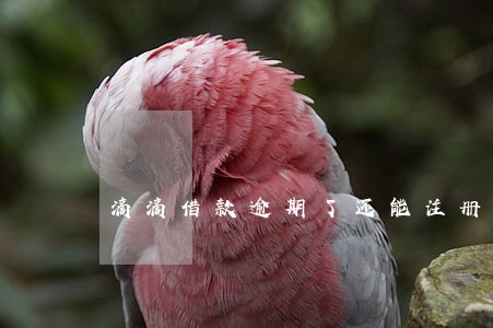 滴滴借款逾期了还能注册吗