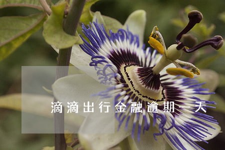 滴滴出行金融逾期一天