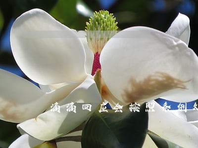 滴滴回应会按照条例处罚肇事司机 滴滴回应会按照条例处罚肇事司机