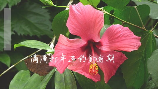 滴滴打车违约金逾期 滴滴打车违约金逾期