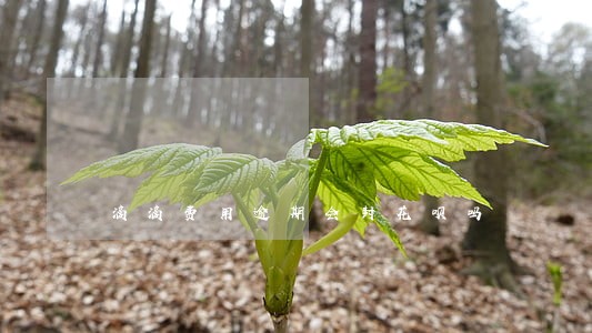 滴滴费用逾期会封花呗吗 滴滴费用逾期会封花呗吗
