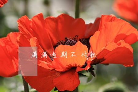 滴滴逾期不付款 滴滴逾期不付款