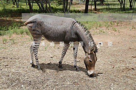 滴滴逾期信用付功能