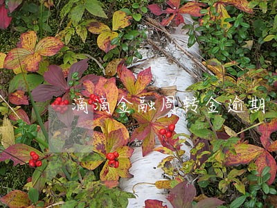 滴滴金融周转金逾期 滴滴金融周转金逾期