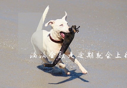 滴滴金融是逾期就会上征信吗 滴滴金融是逾期就会上征信吗