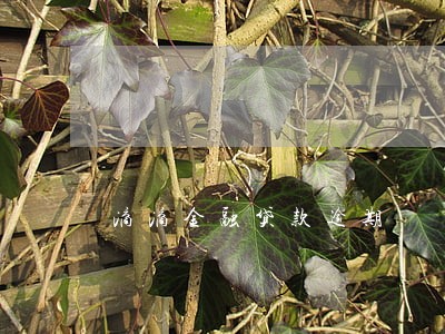 滴滴金融贷款逾期 滴滴金融贷款逾期