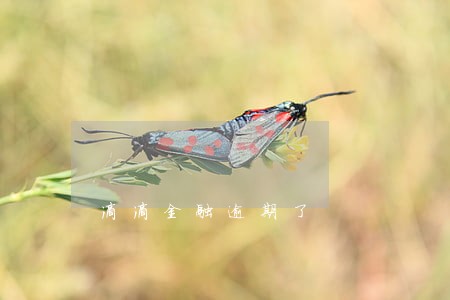 滴滴金融逾期了 滴滴金融逾期了