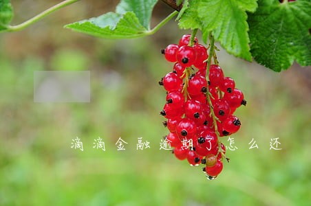 滴滴金融逾期了怎么还 滴滴金融逾期了怎么还