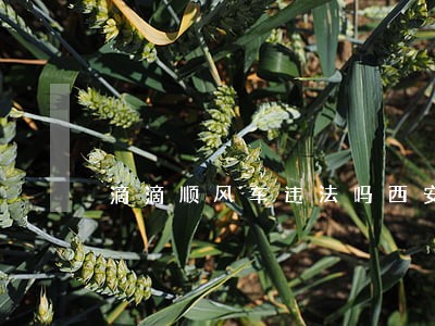 滴滴顺风车违法吗西安 滴滴顺风车违法吗西安