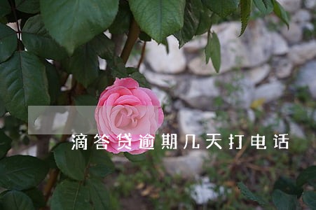 滴答贷逾期几天打电话 滴答贷逾期几天打电话