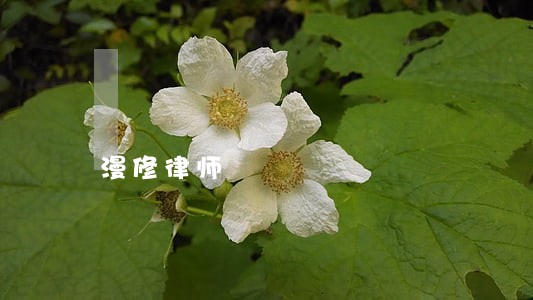 漫修律师 漫修律师