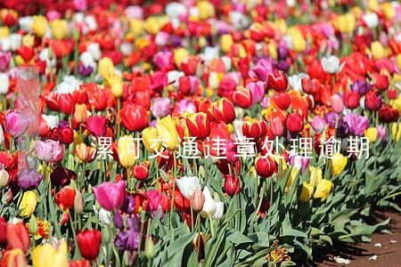 漯河交通违章处理逾期 漯河交通违章处理逾期
