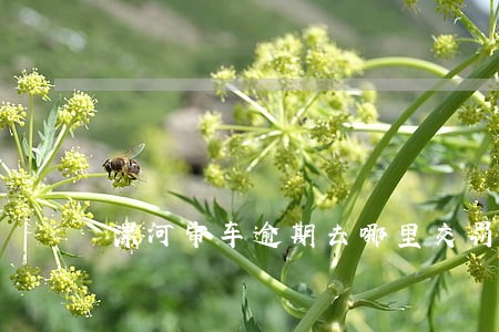 漯河审车逾期去哪里交罚款 漯河审车逾期去哪里交罚款