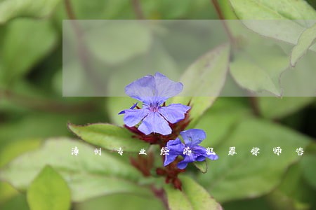 漳州专业经济犯罪律师咨询服务 漳州专业经济犯罪律师咨询服务