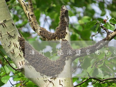 漳州中院法律咨询电话 漳州中院法律咨询电话