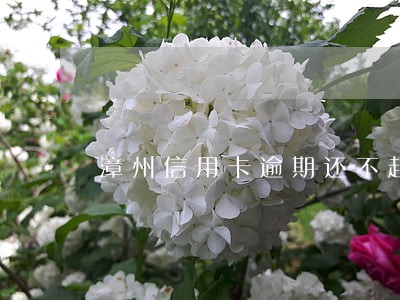 漳州信用卡逾期还不起怎么办 漳州信用卡逾期还不起怎么办