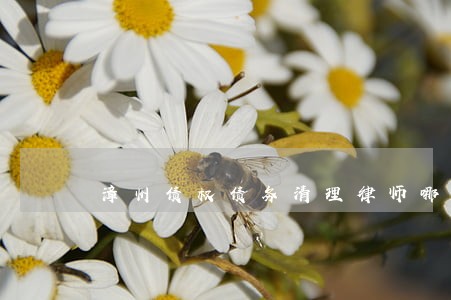漳州债权债务清理律师哪里找 漳州债权债务清理律师哪里找