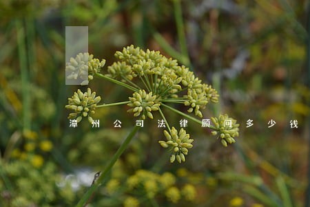 漳州公司法律顾问多少钱 漳州公司法律顾问多少钱