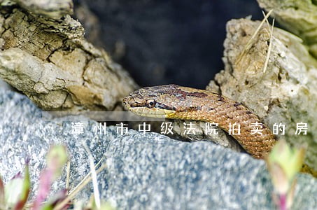 漳州市中级法院拍卖的房产