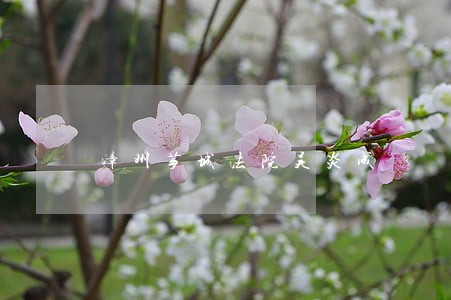 漳州芗城法院吴炎成