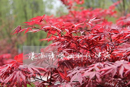 漾濞请婚姻纠纷律师 漾濞请婚姻纠纷律师