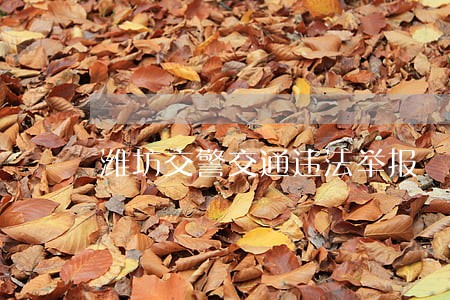 潍坊交警交通违法举报