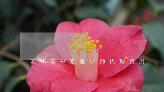 潍坊寒亭婚姻律师代理费用 潍坊寒亭婚姻律师代理费用