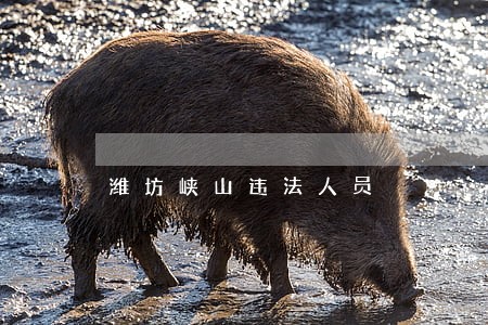 潍坊峡山违法人员