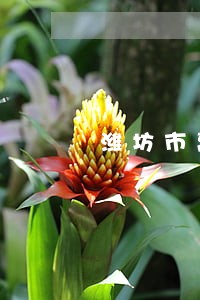 潍坊市离婚律师如何委托 潍坊市离婚律师如何委托