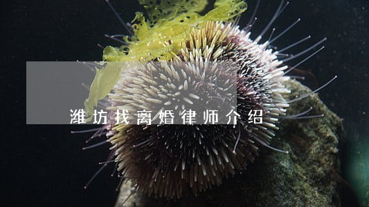 潍坊找离婚律师介绍 潍坊找离婚律师介绍
