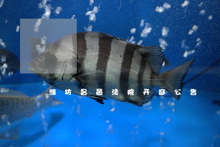 潍坊昌邑法院开庭公告 潍坊昌邑法院开庭公告