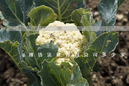 潍坊法律咨询公司多少家 潍坊法律咨询公司多少家