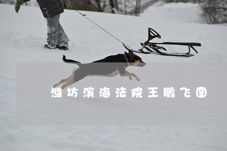 潍坊滨海法院王鹏飞图