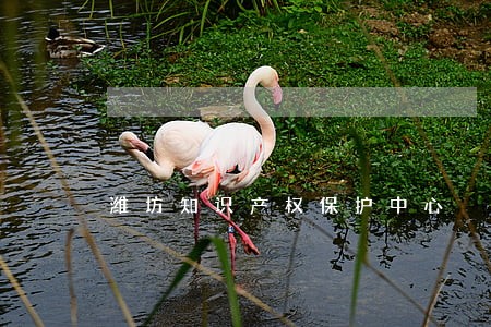 潍坊知识产权保护中心 潍坊知识产权保护中心