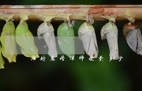 潍坊离婚律师收费多少 潍坊离婚律师收费多少