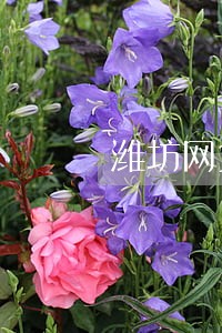 潍坊网贷逾期退息退保服务费用 潍坊网贷逾期退息退保服务费用