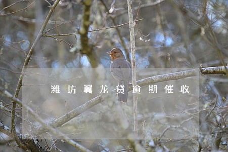 潍坊翼龙贷逾期催收 潍坊翼龙贷逾期催收