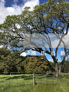 潍坊高新区知识产权律师 潍坊高新区知识产权律师
