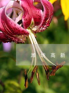 潍坊高新法院刘朋波 潍坊高新法院刘朋波