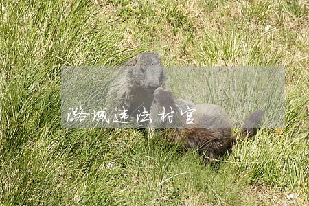 潞城违法村官